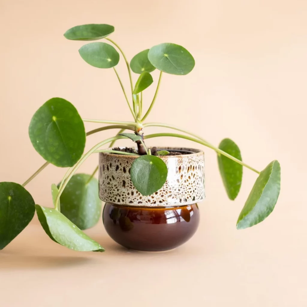 modern handmade ceramic plant pot