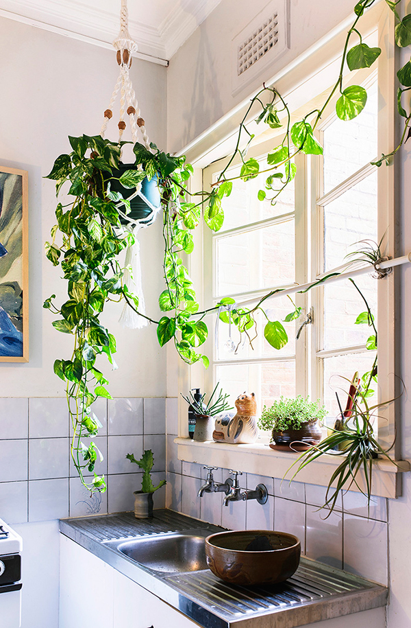 Hanging plant in a small kitchen