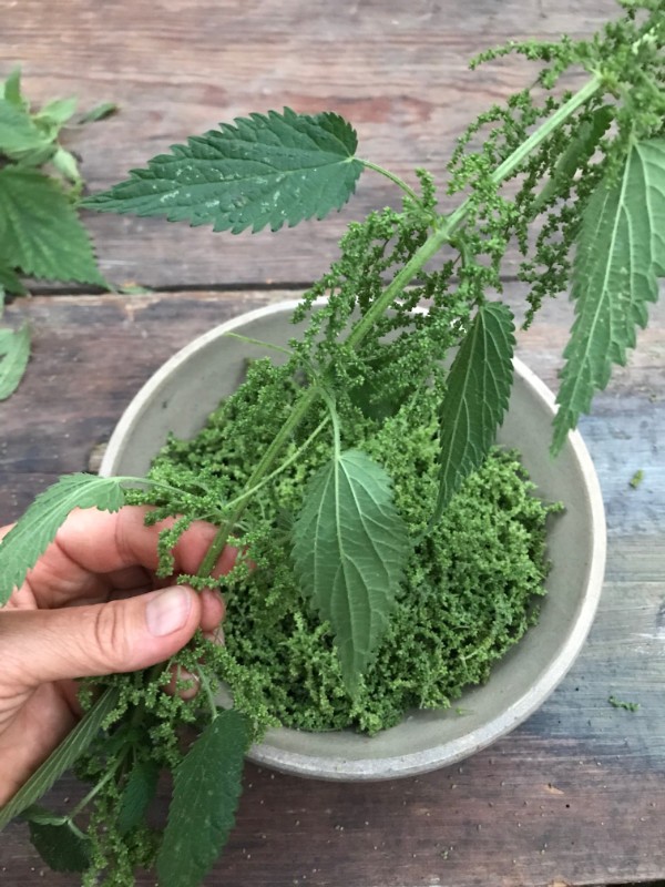 Cooking with foraged nettles
