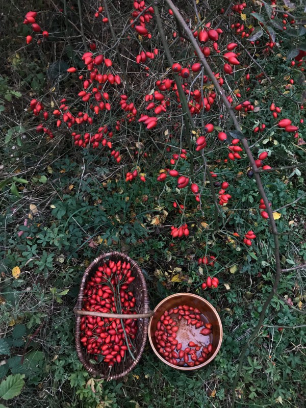 Foraging berries in the German countryside
