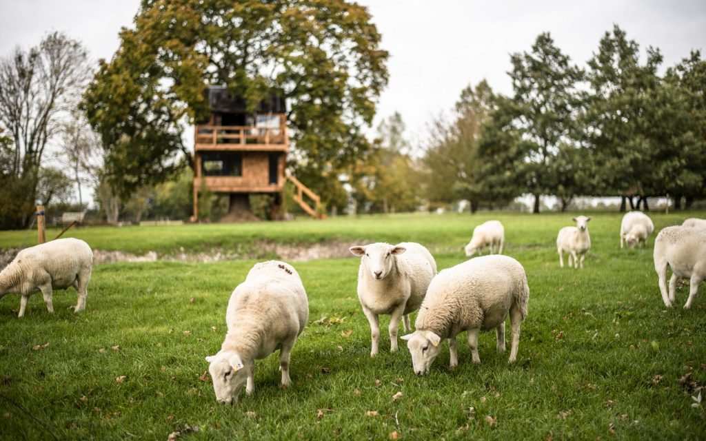 Cabin overlooking fields of sheep in rural Essex